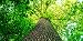 Lush Forest Canopy - 2ft x 4ft Drop Ceiling Fluorescent Decorative Ceiling Light Cover Skylight Film