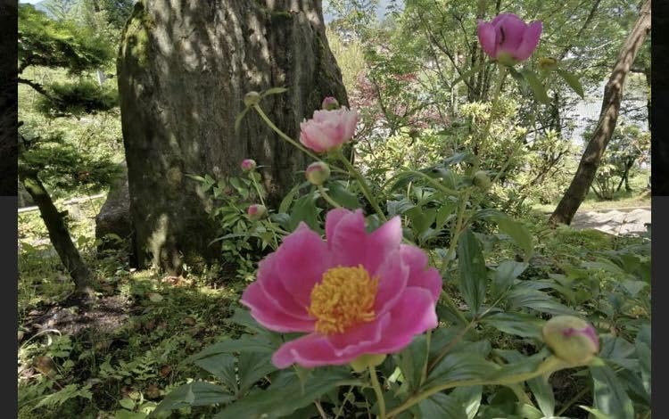 Amazon.co.jp: 芍薬 シャクヤク花苗 一重 ピンク 山野草 : DIY・工具