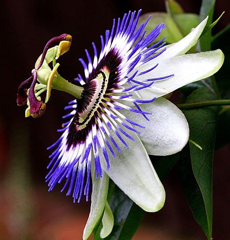 Ritz Farming® Passion flower seeds | rakhi bel flower seeds | Passion blue with white flower seeds for Home pots | All Season Flowering seeds for Home And Gardening pack of 30-40 seeds (B0CDPXM6QN) Amazon Price History, Amazon Price Tracker