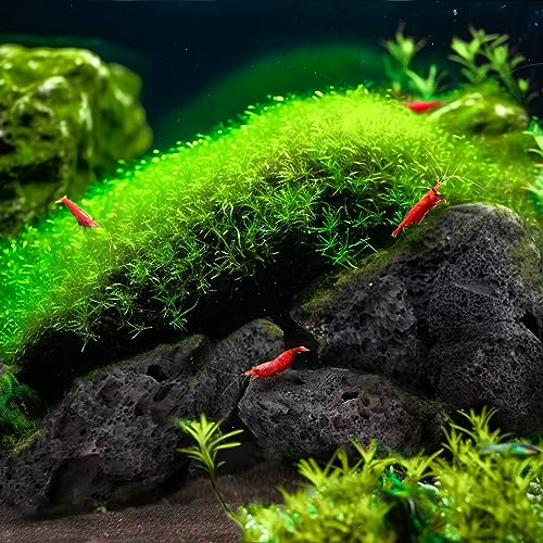 Image of LANDEN Black Lava Stones (16lbs,3~10inch,11pcs) for Aquascaping Terrariums, Paludarium, Vivariums, Reptile and Amphibian Enclosures