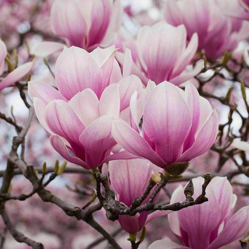Magnolia giapponese soulangeana Pianta in Mastello ø35 cm Altezza 170/200 cm Vivaio di Castelletto