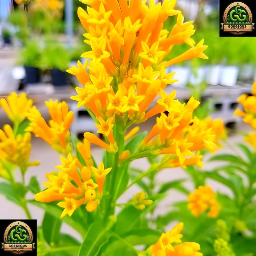 Rat Rani Plant - Fragrant Yellow Jasmine Flower -3