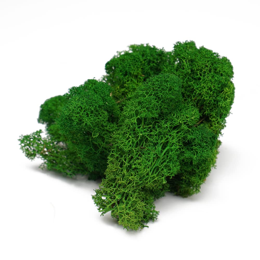 Eurofoto Islandmoos konserviert - echtes Natur-Moos zum Basteln und zur Dekoration - Farbe: Nature Green - Karton mit 1 kg Inhalt