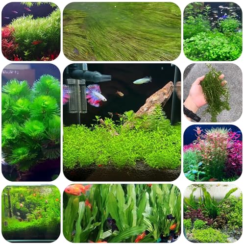 Plantas acuáticas que cubren el suelo - semillas semillas de plantas acuáticas plantas decorativas semillas de plantas para jardín en balcón Plantas de estanque resistentes plantas 500pcs