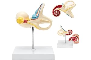 SKUMOD Inner Ear Model with Detailed Labyrinth and Cochlear Cover