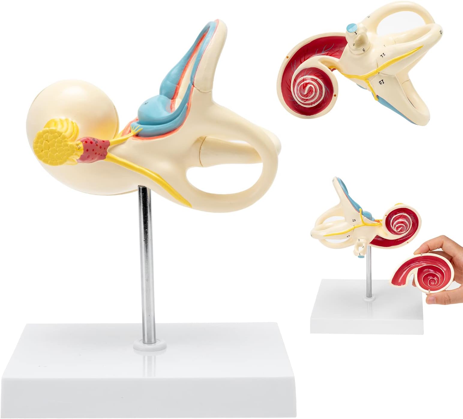SKUMOD Inner Ear Model, Consisting of Inner Ear Labyrinth (Including Bony Labyrinth and Membrane Labyrinth) and Incised Cochlear Cover, Medical Anatomical Ear Internal Structure Model