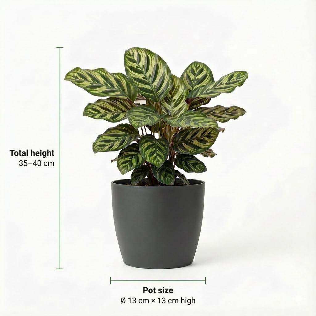 Set Plantes Dépolluantes 6 Pièces avec Pots Décoratifs Anthracite Ø12 cm Hauteur 30-40 cm