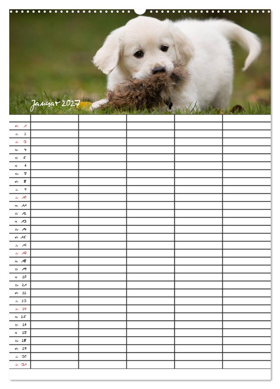 CALVENDO - Familienplaner: Golden Retriever Welpen (Wandkalender 2027 DIN A2 hoch), Monatskalender: Dieser Familienplaner mit 5 Spalten wird Ihnen jeden Monat erneut ein Lächeln ins Gesicht zaubern.