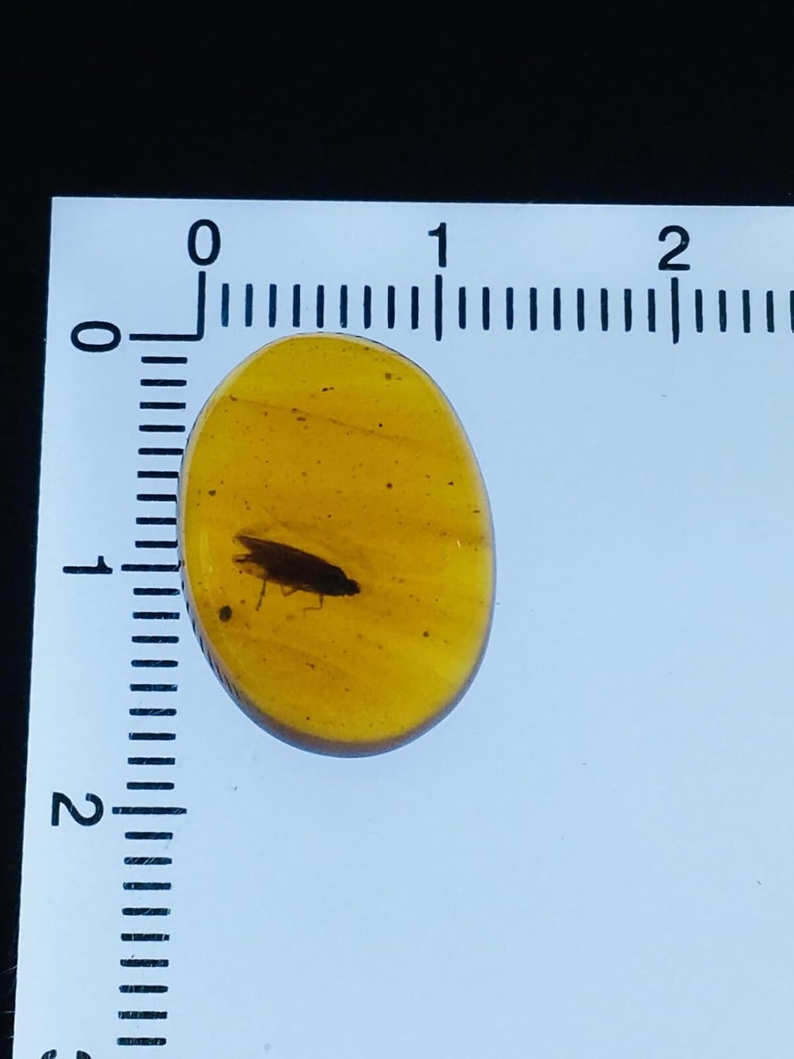 Burmese burmite Cretaceous Wax cicada Insect Fossil Amber Myanmar