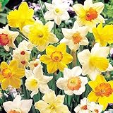 Budget duftende Narzissen Zwiebeln Kollektion (25 Osterglocken Zwiebeln), mehrjährig und winterhart, Blumenzwiebeln Mix aus Holland für Garten und Topf, 6-7 Sorten (kein Samen, nicht künstlich)