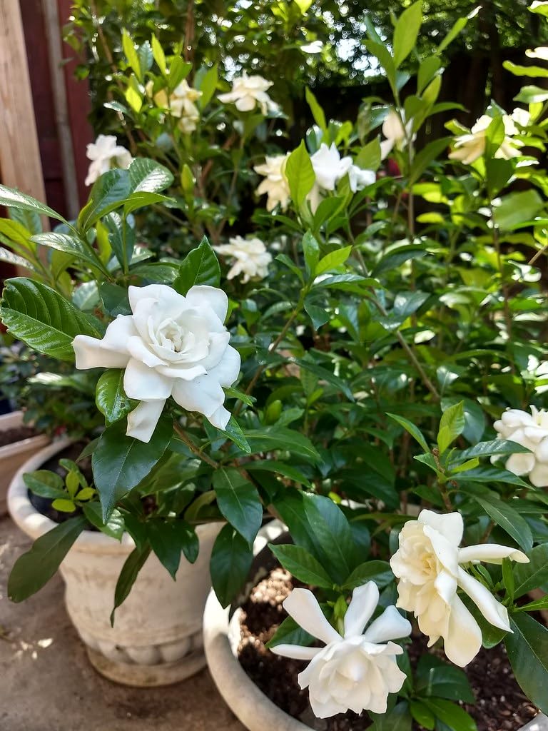 See full amazon price history chart for Cape Jasmine Gandhraj Highly Fragrant Live Flower Plant For yor home and Graden (Pack Of 1) Cape Jasmine Gandhraj Highly Fragrant Live Flower Plant For yor home and Graden (Pack Of 1) (B0D42HH5F3) Amazon Price History, Amazon Price Tracker