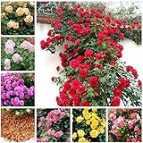 Unidades es 1 Portal Cool 100 Pcs Bolsa rosales trepadores Semillas Semillas de flor china de Jardines Bonsai S