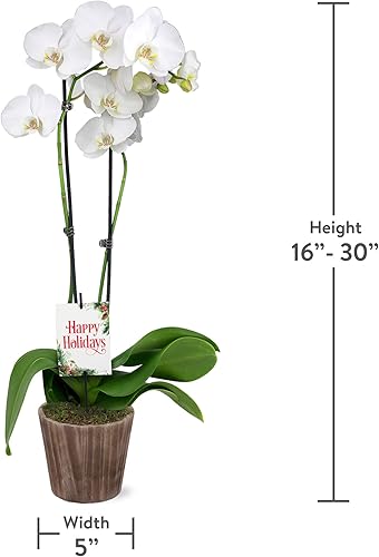 Miniatura 4 de Green Circle Growers - Orquídea blanca y amarilla de 5 pulgadas en maceta Wilson Brown, planta viva - Happy Holidays