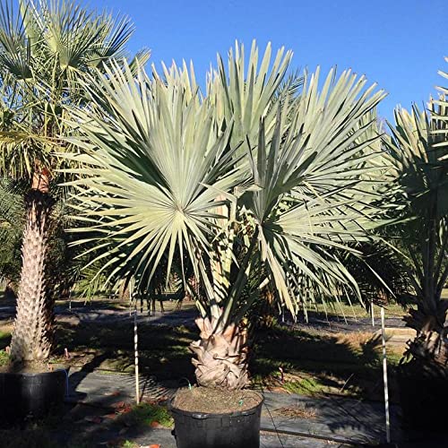 Chuxay Garden Silver Bismarckia Nobilis,Bismarck Palm 20 Seeds Evergreen Palm Hardy Great For Specimen #TOP3