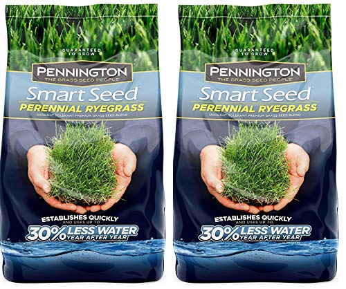 Pennington 100526658 Smart Perrenial Rye Grass Seed, 3 LBS (Тwо Расk)