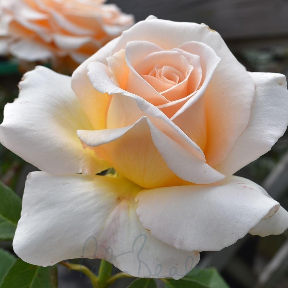Peter Beales Roses UK Isn't She Lovely Bush Rose, Creamy-Gold Double Blooms, 75cm x 60cm, Fragrant
