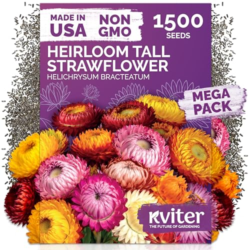 KVITER 1,500 Tall Mix Strawflower Seeds for Planting (Xerochrysum/Helichrysum Bracteatum) — Golden Everlasting Flower, Paper Daisy — Ideal Organic, Heirloom Cut Flower Seeds to Plant Outside & Drying