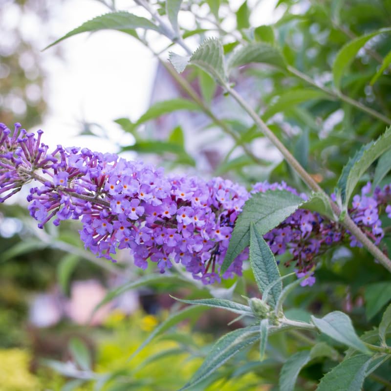 Light Purple Butterfly Bush