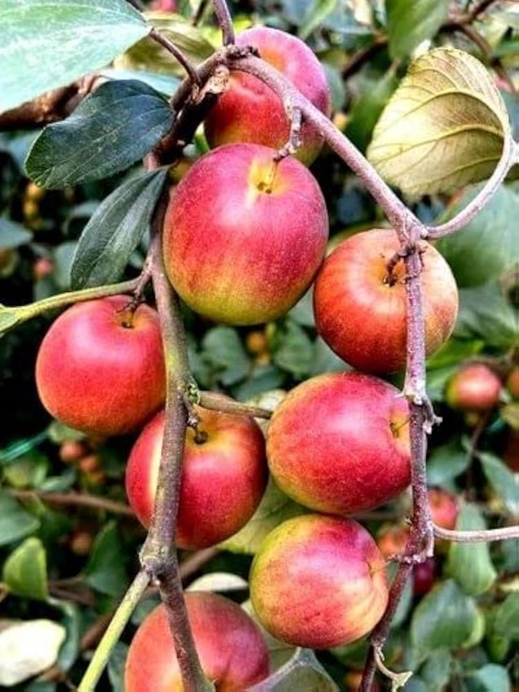 Apple Ber Grafted Fruit Sapling with Self-Watering Planter Kit (pack of 1) | Self-Watering Planter, Grafted Sapling, Balcony Friendly, Prevents Root Rot, Auto Root Irrigation-image-8