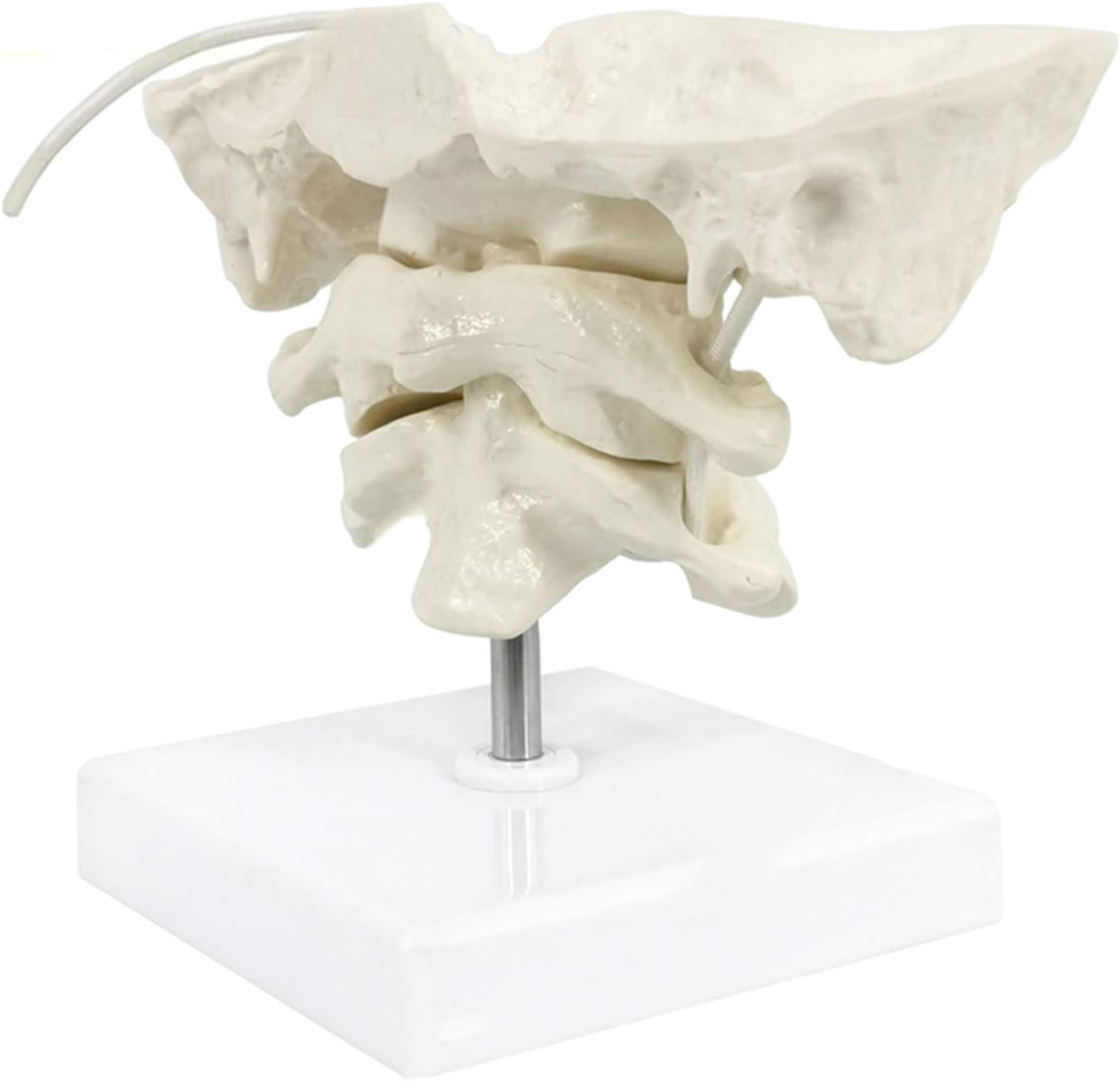 Educational Model Occiput Model - Human Cervical Spine Model Occipital Bone Model PVC Material Atlas and Axis with Occipital Bone Model for Medical Teaching Training Aid,A