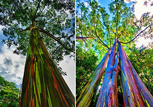 100 Rainbow Eucalyptus Seeds, Mindanao Gum, Rainbow Gum Seeds - 100 Seeds (Eucalyptus deglupta / Eucalyptus multiflora) - Pack of 100 Rare and Viable Seeds - OuriquesFarm