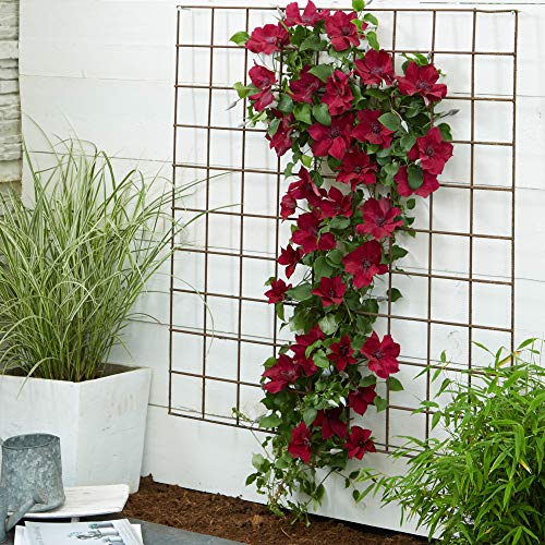 You Garden - 1 X Patio Clematis 'Nubia Boulevard' In A 10.5Cm Pot Supplied As 1 X Established Red Clematis Garden Ready Climbing Plants For Gardens And Patios - 4