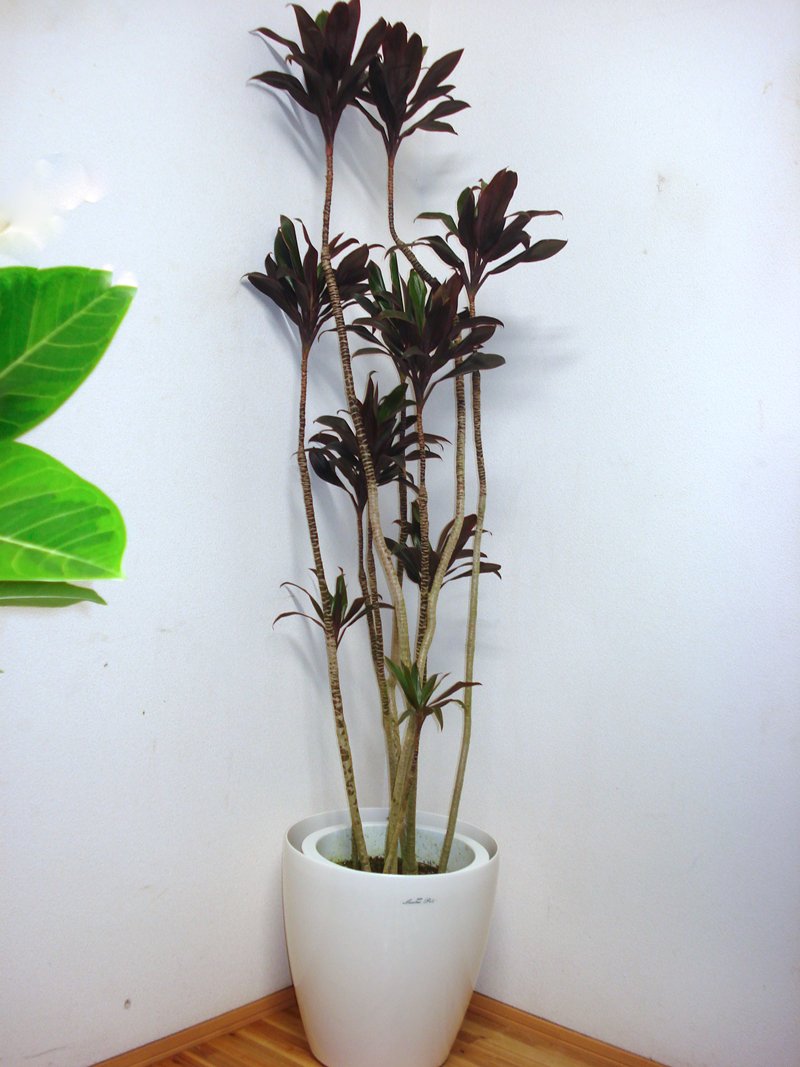 No.1【観葉植物】ドラセナ レッドコンパクタ♥️約15cm Amazon | レッド・ドラセナコンパクター／170cm前後（プラ鉢） | 観葉