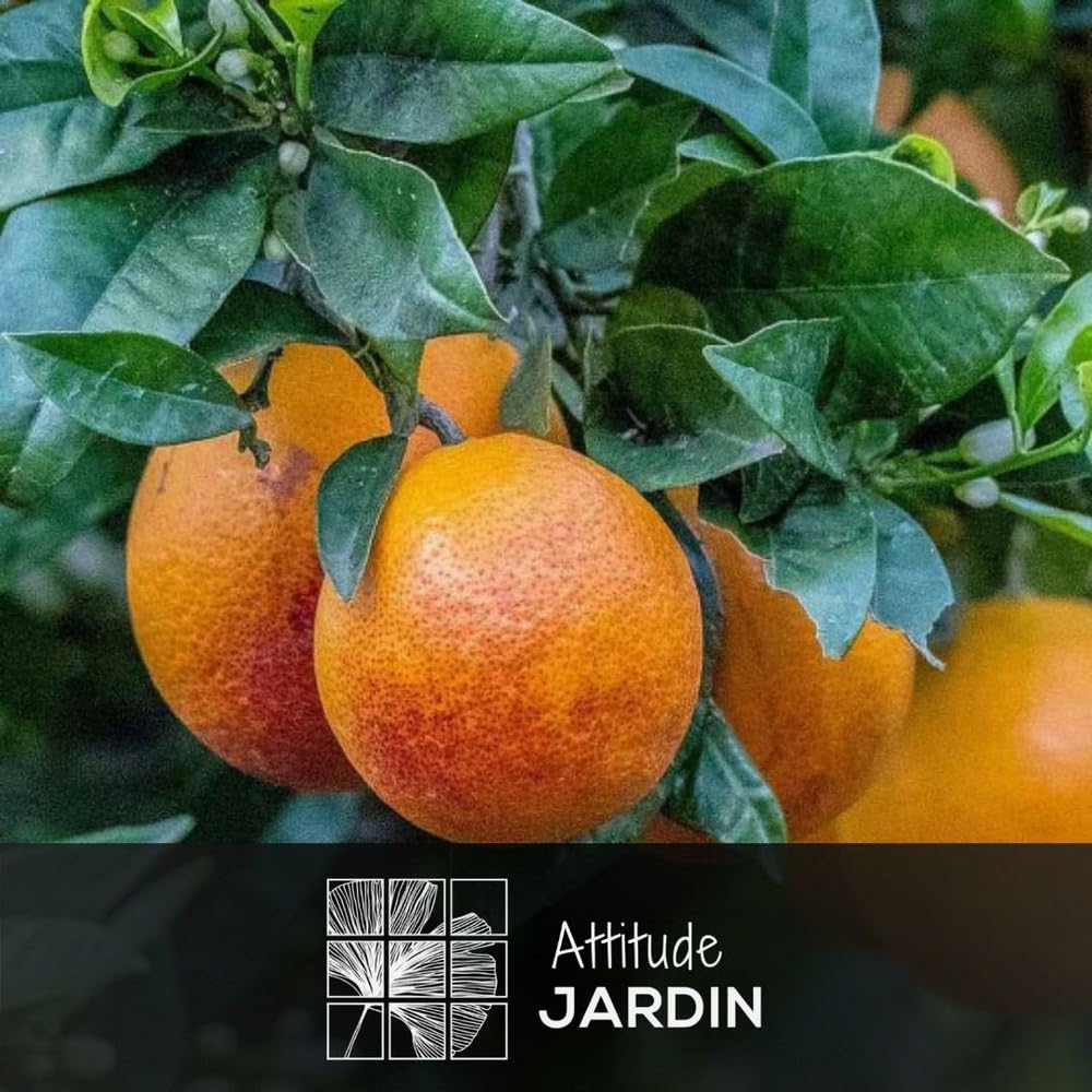Attitude Jardin - Oranger sanguin - agrume méditerranéen - arbre fruitier - 75-85 cm - ⌀ 22 cm