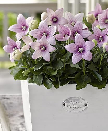 CEMEHA SEEDS - Seeds Pink Balloon Flower Platycodon Perennial Flowers for Planting