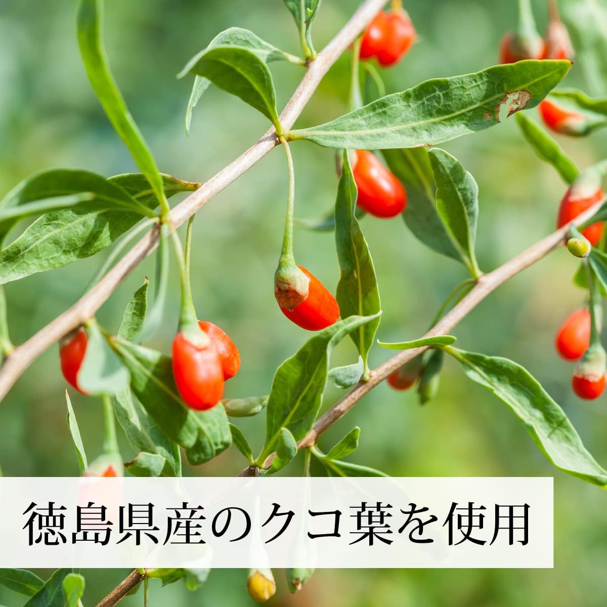 Amazon Co Jp Natural Health Co Japanese Kuko Tea 0 2 Oz 5 G X 30 Packs X 3 Packs Food Beverages Alcohol