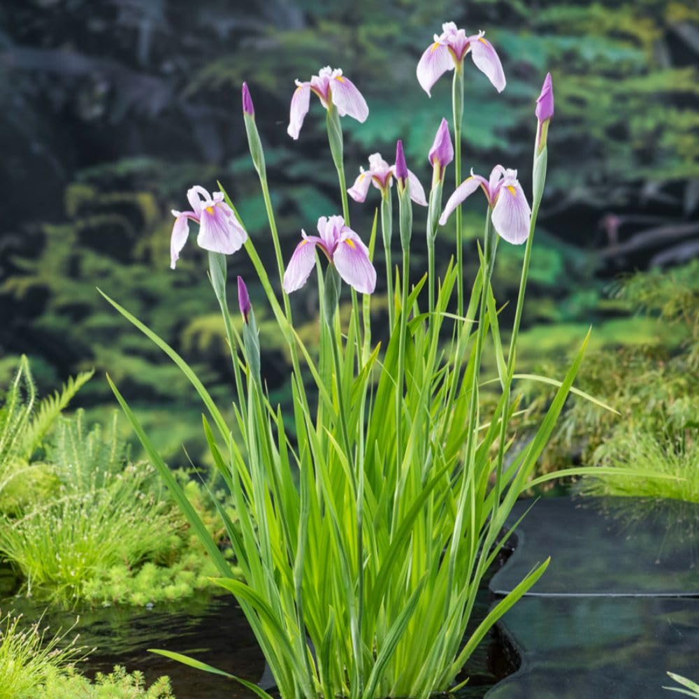 Iris laevigata Pink Queen Hardy Japanese Water Iris Lilac Pink Petals Purple Blush Yellow Markings Moisture Loving Pond Bog Garden Plant 3X 9cm pots by Thompson and Morgan