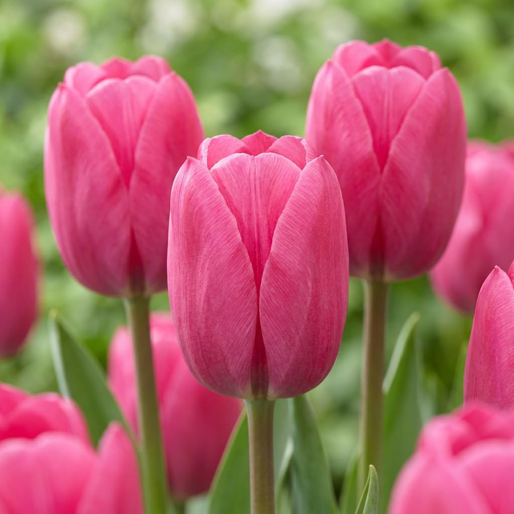 Green boutiQ - 120x Tulipa Triumph Pink - Tulipe Triomphe Rose - Rose - Floraison printanière - Calibre 11/12