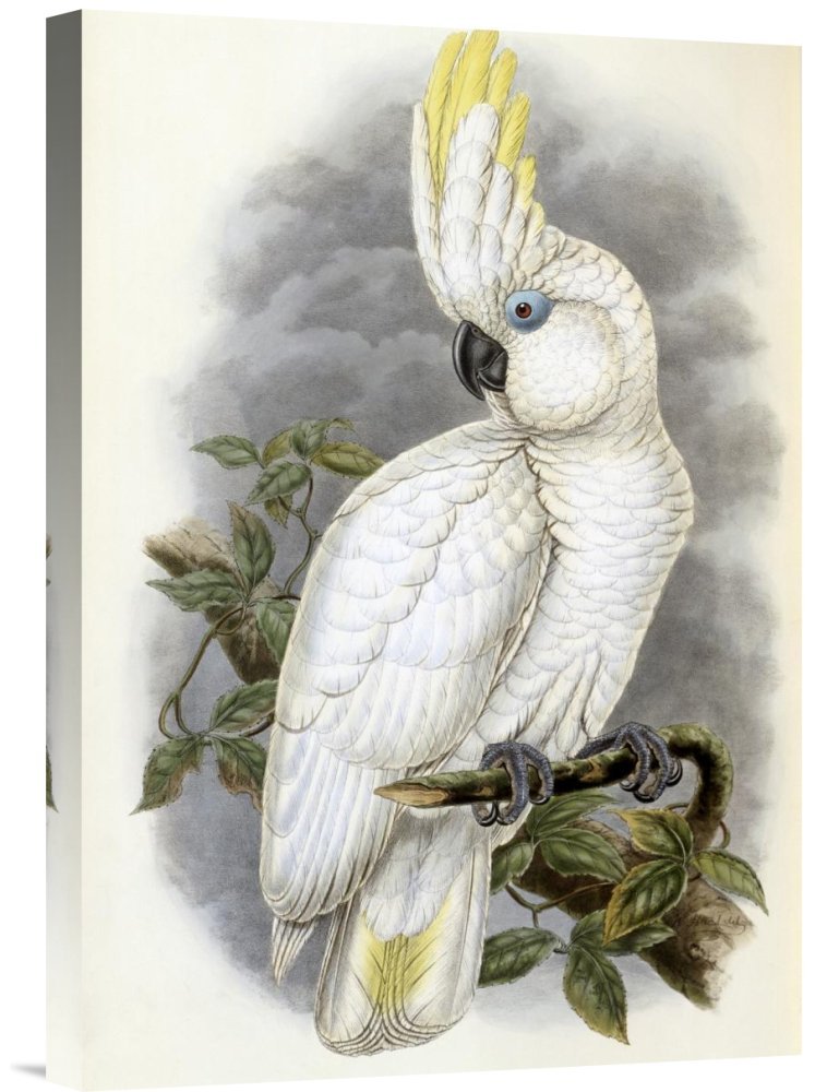 Amazon.com: Global Gallery Budget GCS-277742-22-142 John Gould