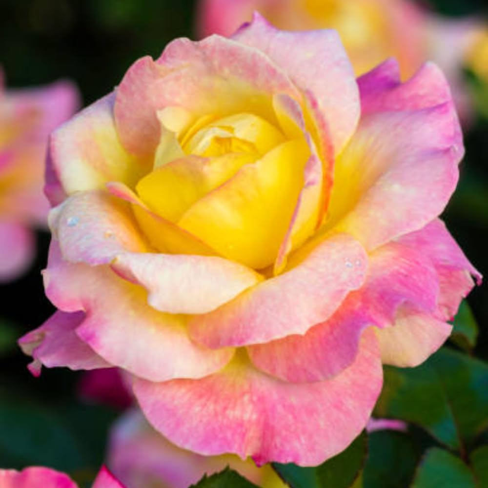 Rose Bush Live Plant - Climbing Rose Plant Live Shrub - Bareroot with Soil 7-10 Inch Tall - Fragrant Rose Flowers Heirloom Rose Shrub (Peace Rose)
