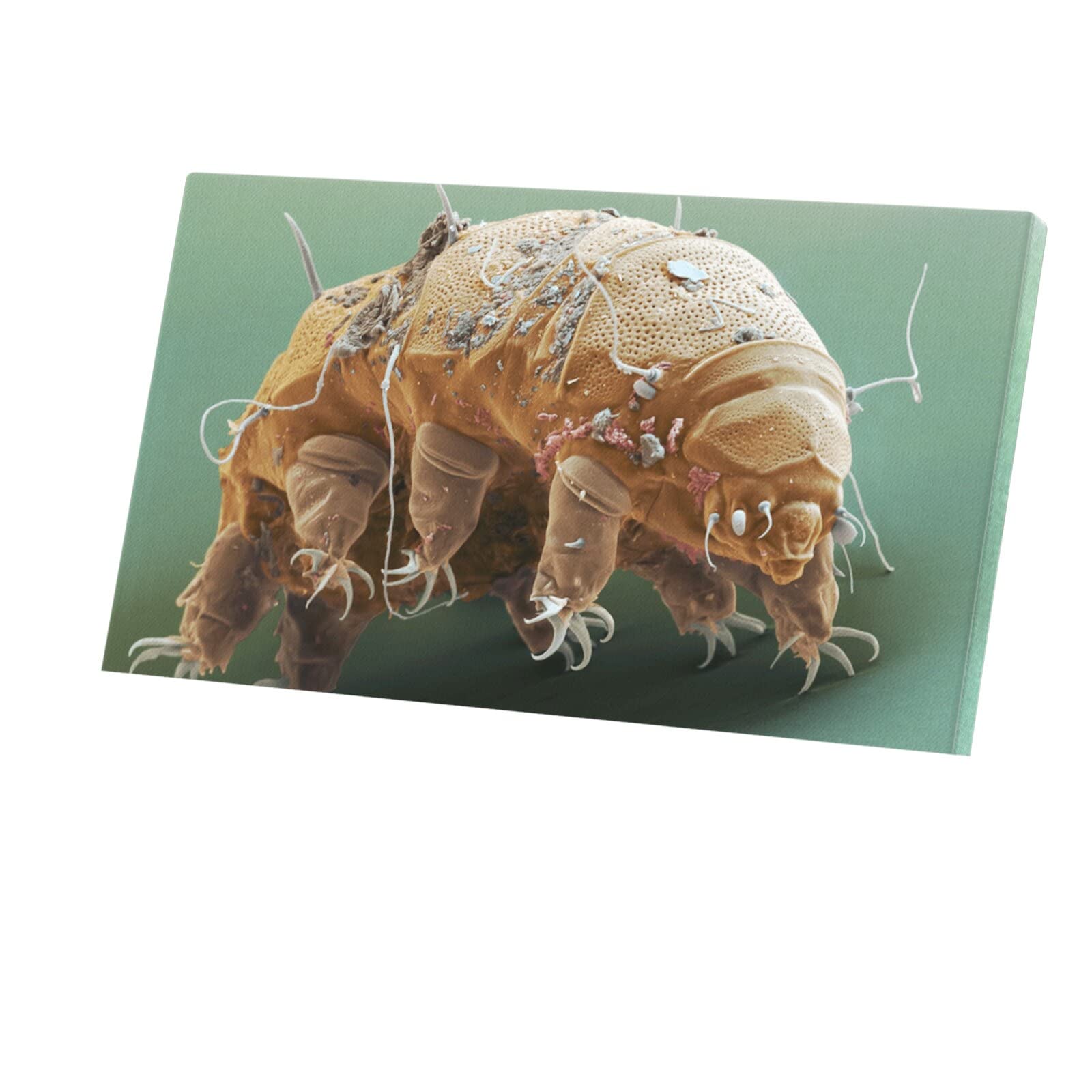 Tableau Tardigrade Microscope Toile Originale pour Mur Blanc Terne