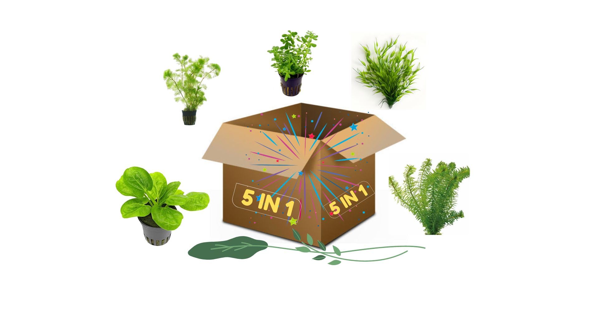 Live Freshwater Aquarium Plants Combo | 5 in 1 | Mega Combo | (B0DFTMZVWM) Amazon Price History, Amazon Price Tracker