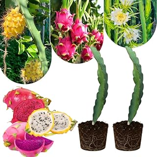 Set of 2 Mixed Dragon Fruit Plants Live, 4-8 Inches Tall, Tropical Cactus Live Plant, Dragonfruit Seedlings