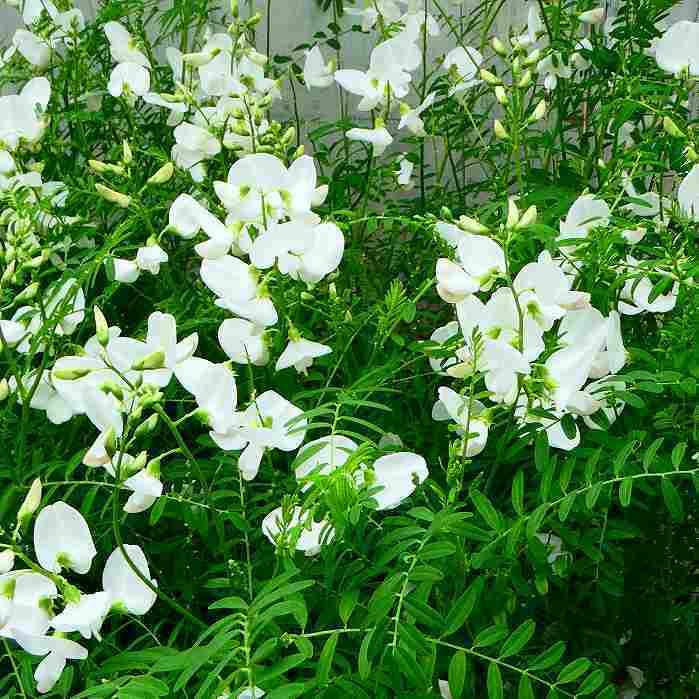 Amazon | スワインソナ 苗 ホワイトスワン 3.5号 白花 夏の花