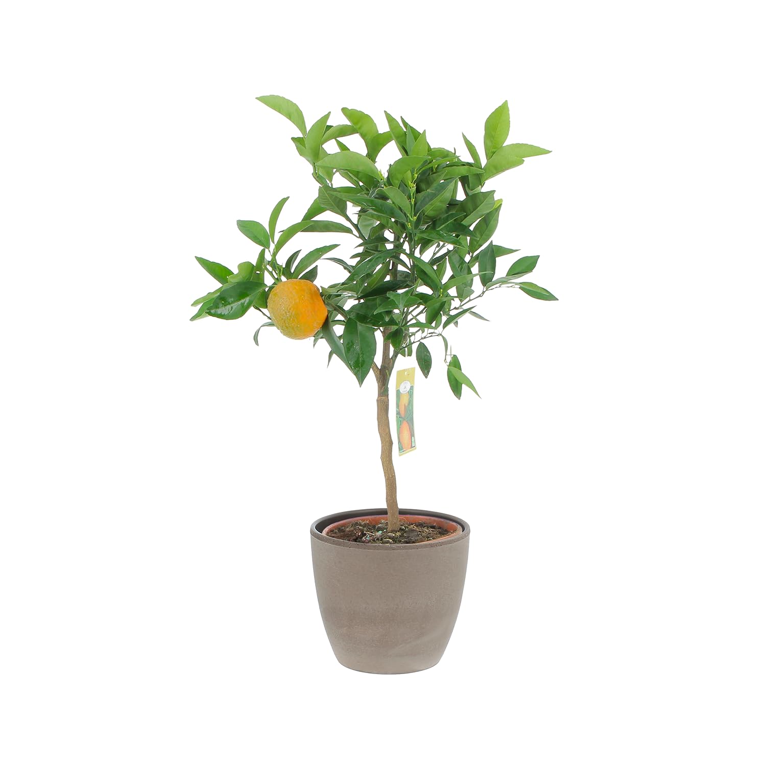 KENTIS – Zitrus-Clementine – Mandarine – Echte Fruchtpflanze – Outdoor-Pflanze für Garten, Balkon und Terrasse – H 70–80 cm Topf-Ø 20 cm