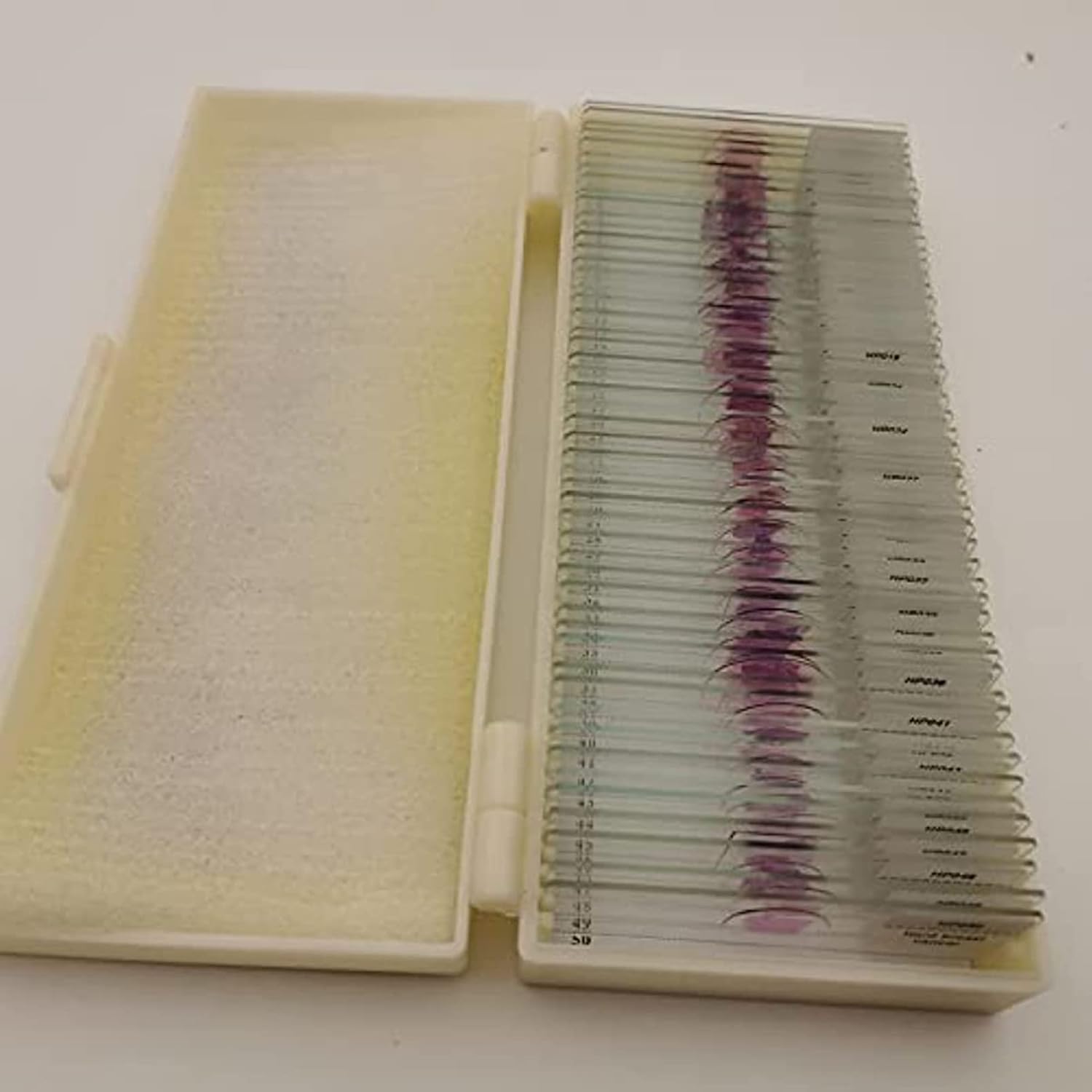 50pcs Hum Patológica Portaobjetos De Microscopio con Muestras, Secciones Patológicas Médicas Portaobjetos De Microscopio, Portaobjetos De Histología para Educación De Estudios Médicos