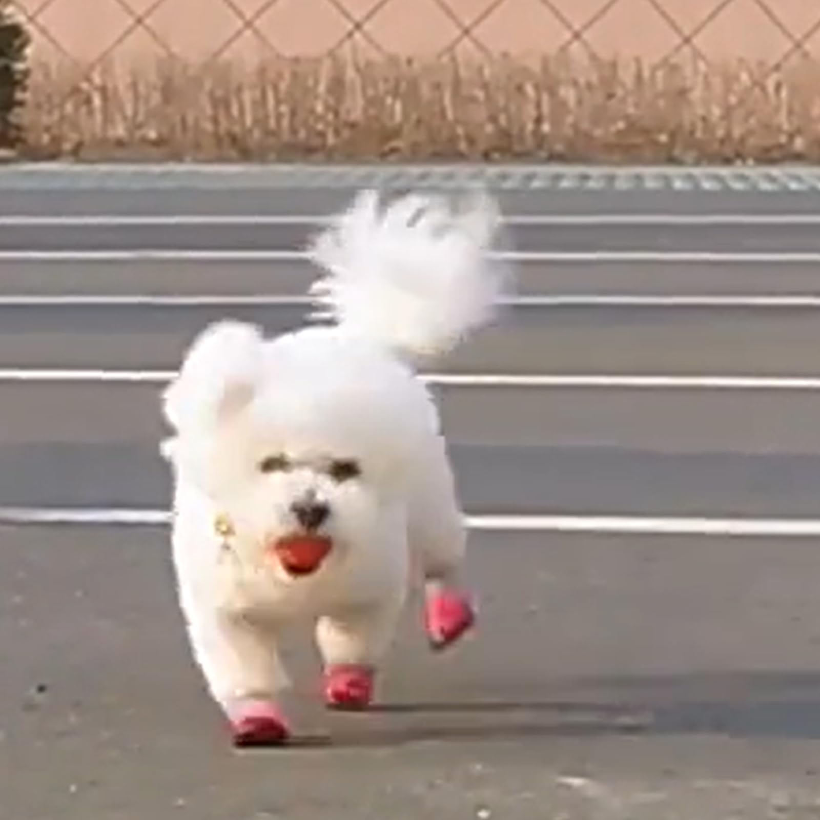 JOKOTI Dog Shoes Paws Protectors Antislip Dog Shoes for Outdoor Running Dog Hollowout Shoes Foot Covers for Hot Weather