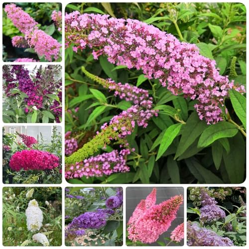 Semi di lillà farfalla, Le da giardino sono Buddleja lindleyana, buddleia, resistenti all'esterno da balcone 100pcs