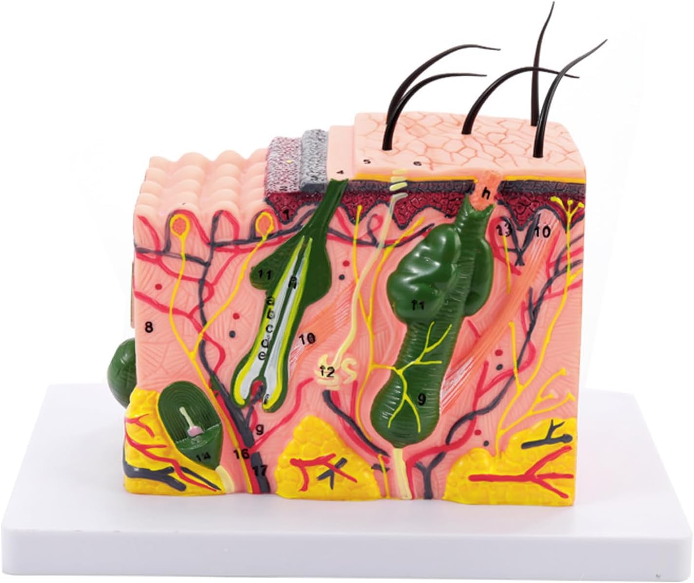 Modèle Anatomique de Peau Humaine agrandi (grossissement 35x/50x/70x/85x) en PVC, pour lenseignement et Les études médicales. (50X (22x18x15cm))