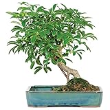 Brussel's Bonsai Live Hawaiian Umbrella Bonsai Tree - Medium, 5 Year, 6 to 10 Inches Tall - Indoor Bonsai Tree with Water Bonsai Pot