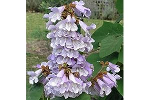 Paulownia fortunei Tree | Empress Fortunes Sapphire | 100 Seeds