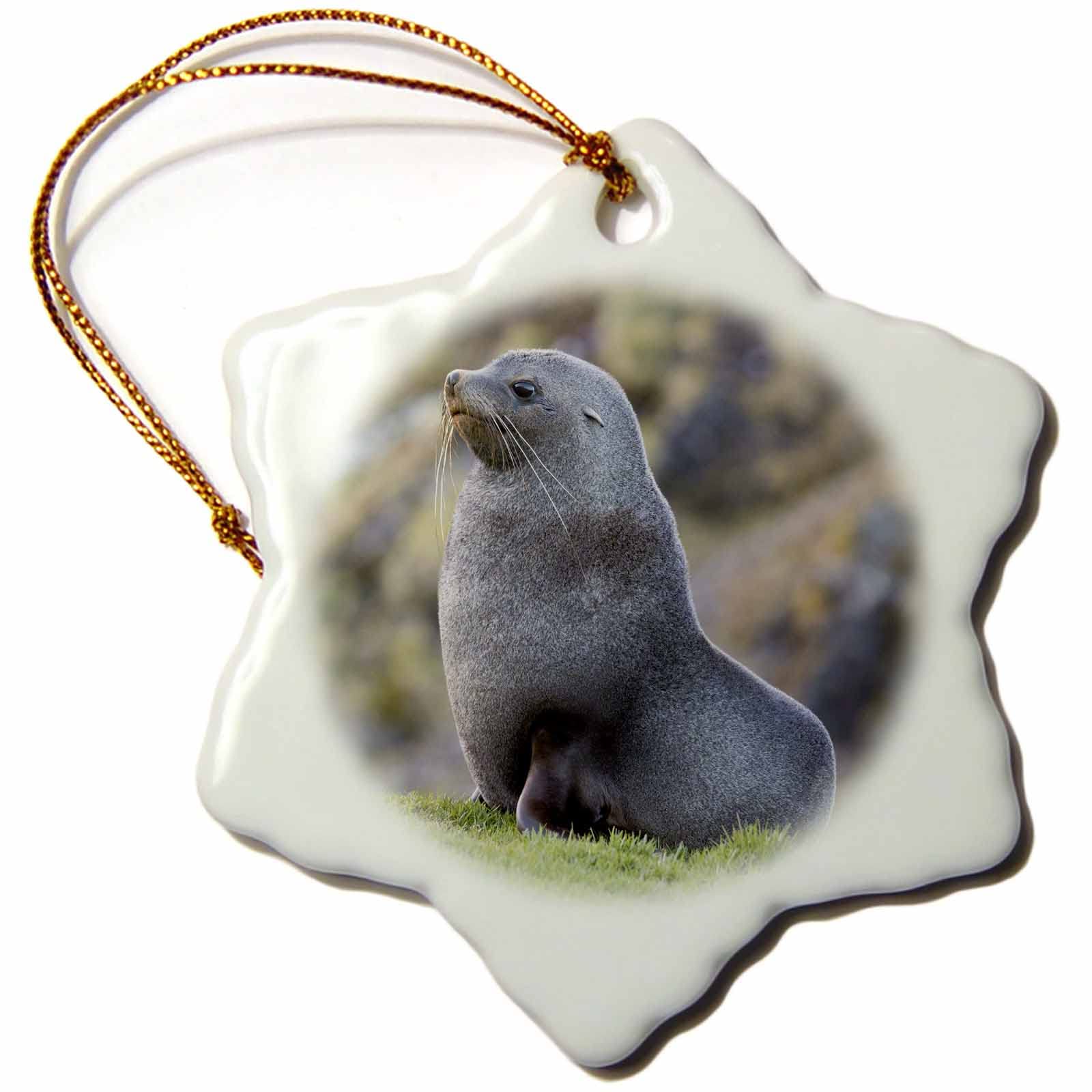 3dRose Antarctic Fur Seal, Arctocephalus gazella Bull. South Georgia. - Ornaments (orn-329385-1)