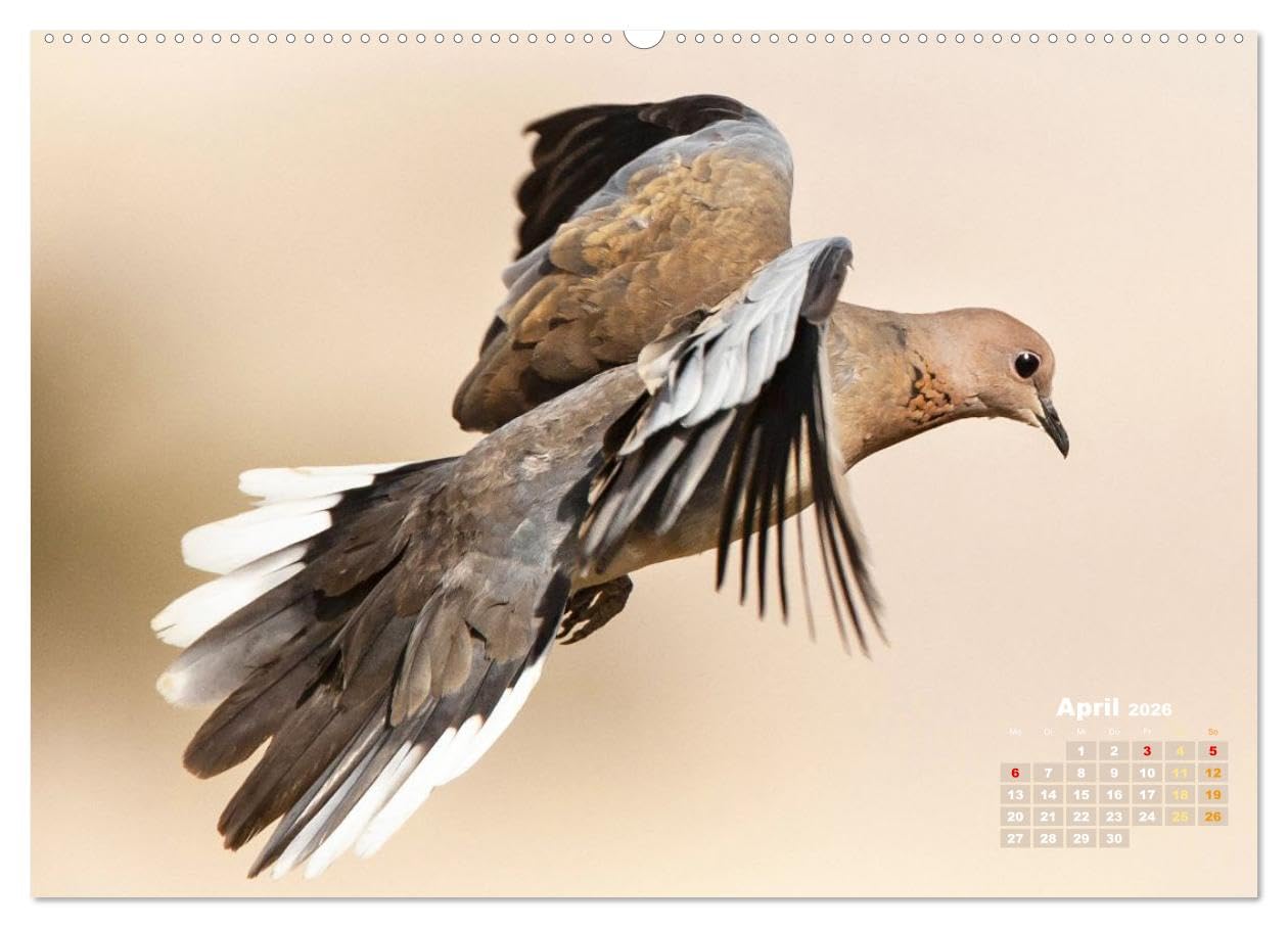 Tauben: vielfarbiges Gefieder und prächtige Federkrone (hochwertiger Premium Wandkalender 2026 DIN A2 quer), Kunstdruck in Hochglanz: Tauben aus allen ... Turteln und Flügelschwung (CALVENDO Tiere)