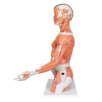 3B Scientific 筋肉上肢模型 左腕 筋肉解剖 6分解モデル 3B Scientific 筋肉上肢模型 左腕 筋肉解剖 6分解モデル