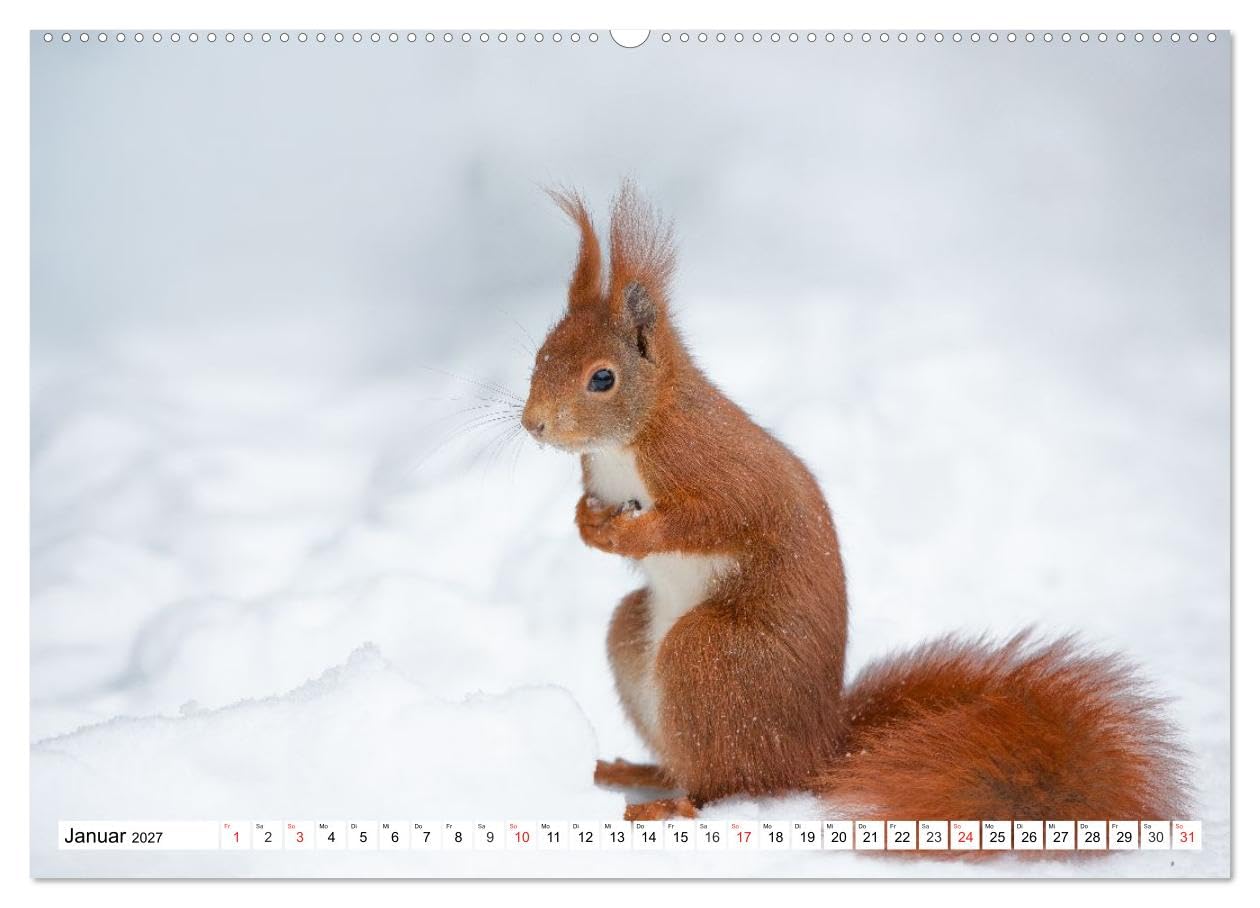 CALVENDO · Eichhörnchen im Königlichen Garten (Kalender 2027) | DIN A2 Querformat · Wandkalender · Eichhörnchen im Hannoverschen Berggarten