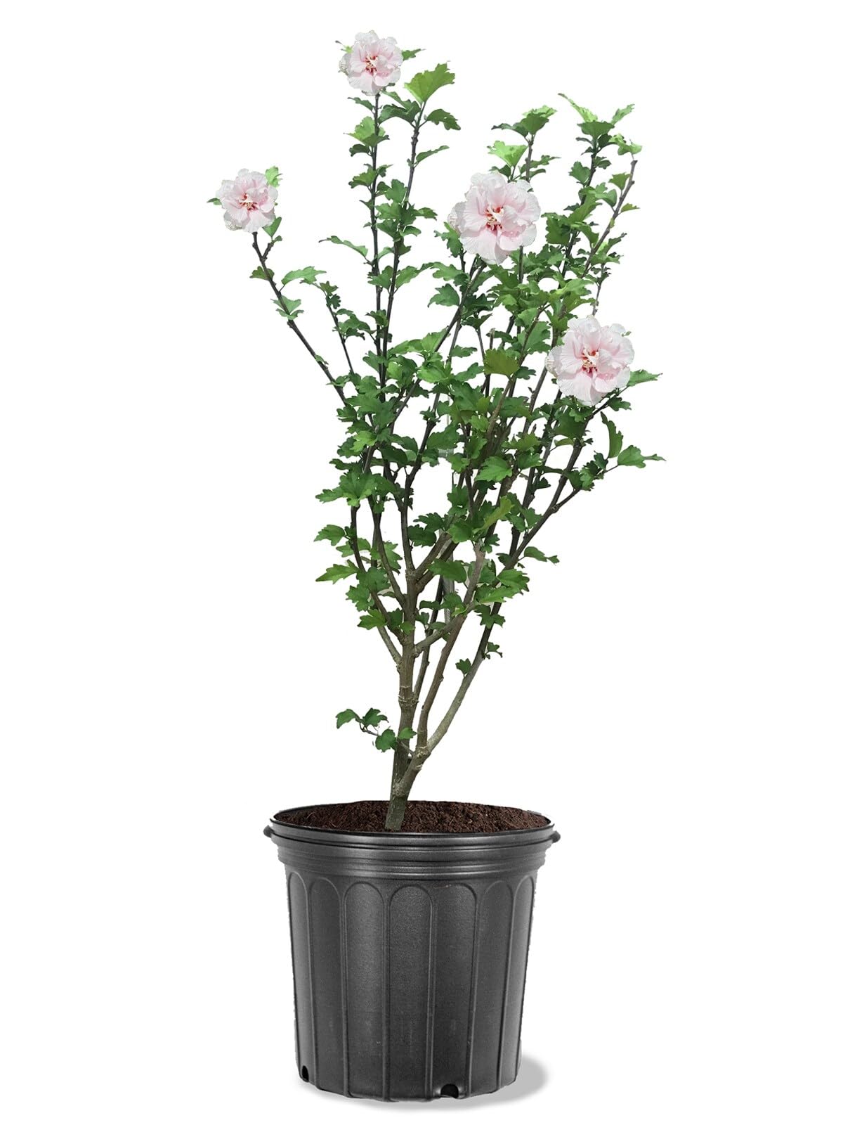 American Plant Exchange Althea Pink Rose of Sharon
